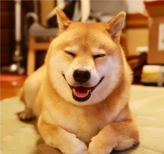 看似双胞胎的柴犬和秋田犬，很多人都分不清