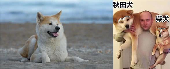 看似双胞胎的柴犬和秋田犬，很多人都分不清