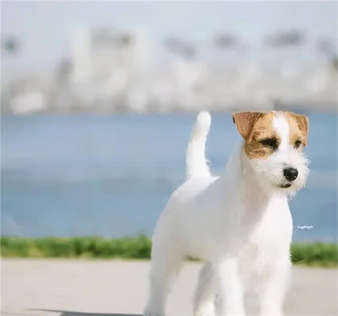 百科|杰克罗素梗，精力十足的挖掘机