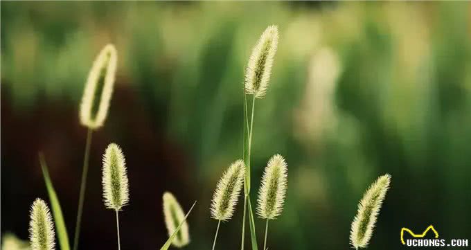 狗狗为什么总是舔鼻子（嘴唇）