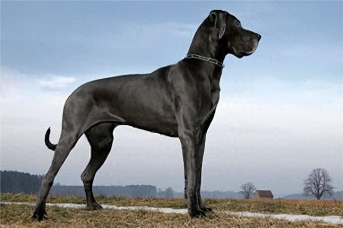 揭秘最大的犬种之争!吉尼斯记录中的狗狗们究竟有何特别之处