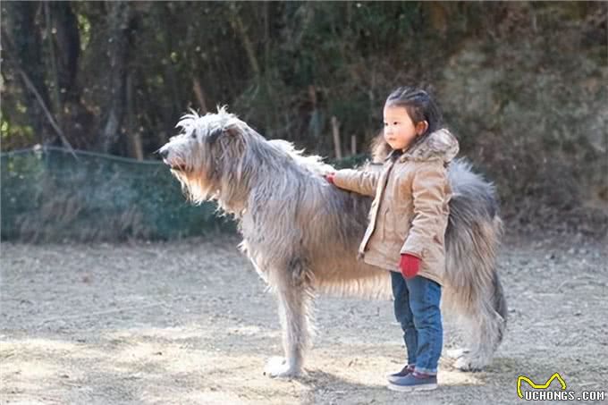 揭秘最大的犬种之争!吉尼斯记录中的狗狗们究竟有何特别之处