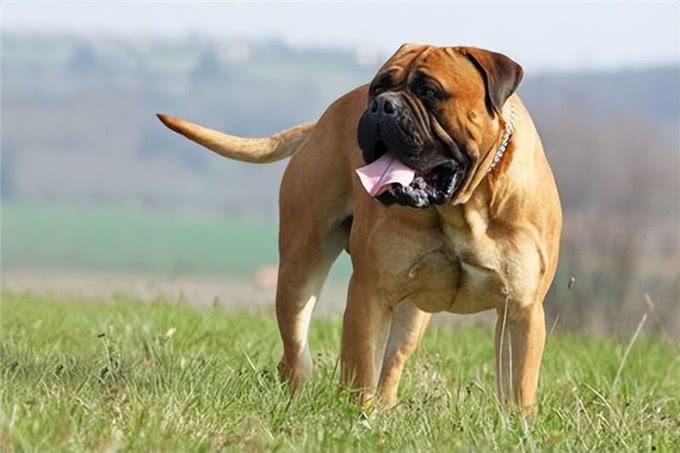 揭秘最大的犬种之争!吉尼斯记录中的狗狗们究竟有何特别之处