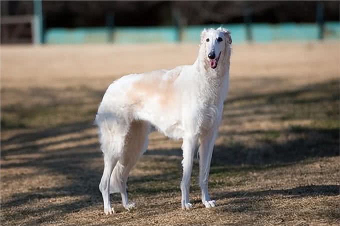 揭秘最大的犬种之争!吉尼斯记录中的狗狗们究竟有何特别之处