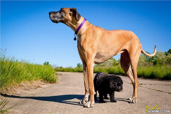 揭秘最大的犬种之争!吉尼斯记录中的狗狗们究竟有何特别之处