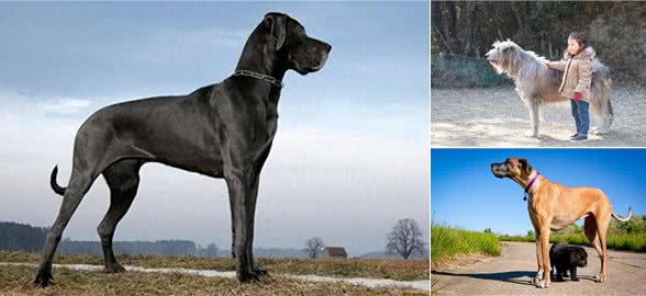 揭秘最大的犬种之争!吉尼斯记录中的狗狗们究竟有何特别之处