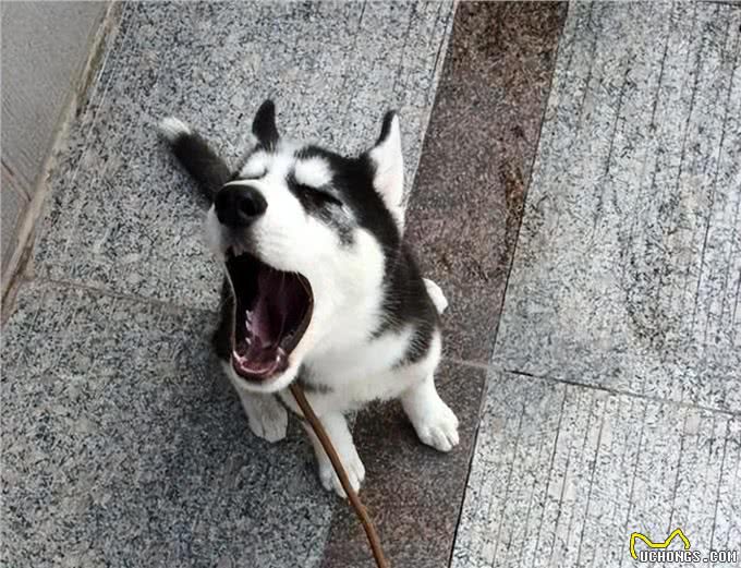 这六种狗，看着高大，实际中看不中用