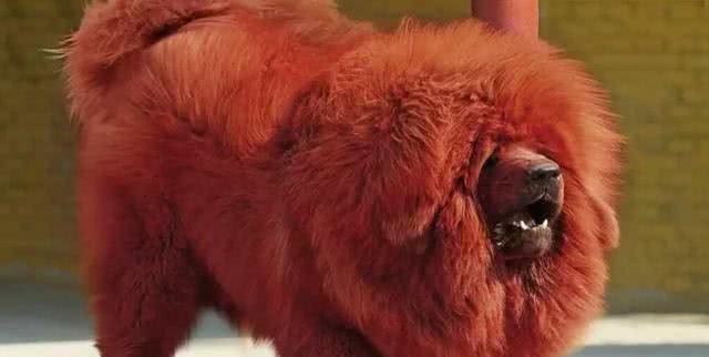 6种被认为是极度危险的猛犬，比特犬排第二，藏獒上榜