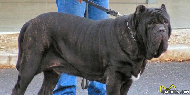 6种被认为是极度危险的猛犬，比特犬排第二，藏獒上榜