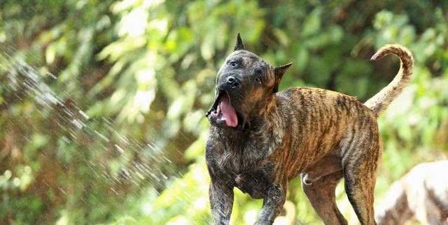 6种被认为是极度危险的猛犬，比特犬排第二，藏獒上榜