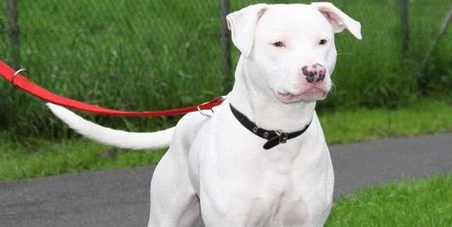 6种被认为是极度危险的猛犬，比特犬排第二，藏獒上榜
