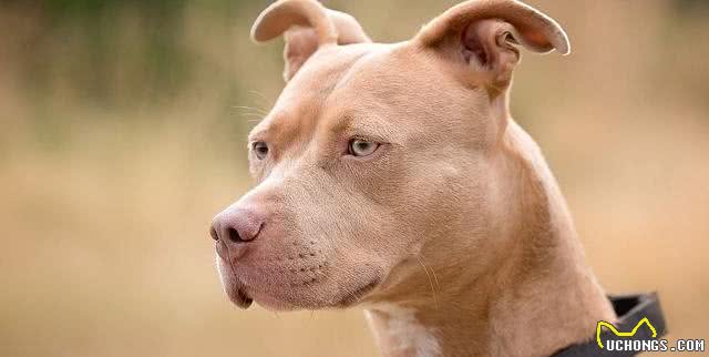 6种被认为是极度危险的猛犬，比特犬排第二，藏獒上榜