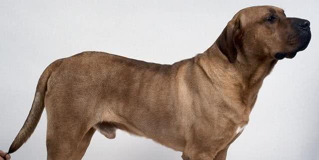 6种被认为是极度危险的猛犬，比特犬排第二，藏獒上榜
