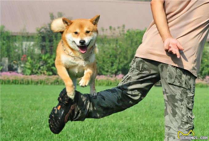 生活中如何训练狗狗的基本技能?