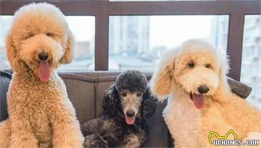 神奇的秘技，告别贵宾犬泪痕!