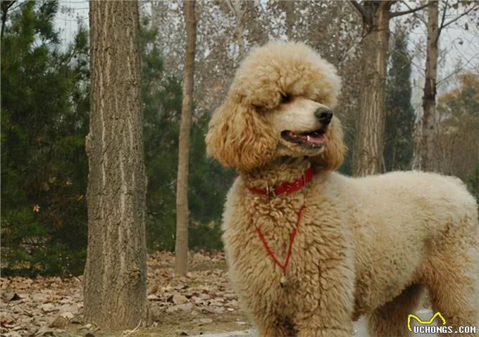 神奇的秘技，告别贵宾犬泪痕!