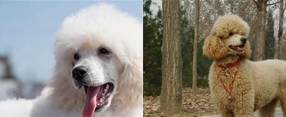 神奇的秘技，告别贵宾犬泪痕!