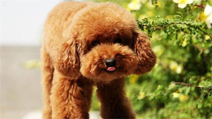 训练你家泰迪,掌握这些要点很重要!