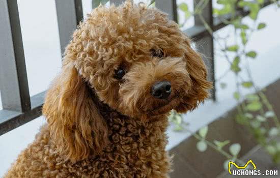 训练你家泰迪,掌握这些要点很重要!