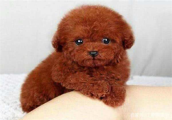 训练你家泰迪,掌握这些要点很重要!