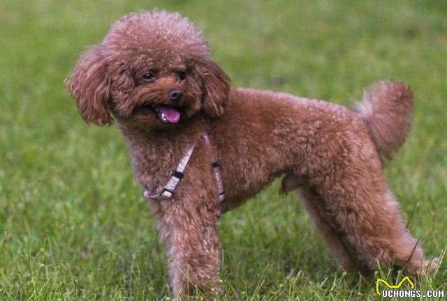 训练你家泰迪,掌握这些要点很重要!