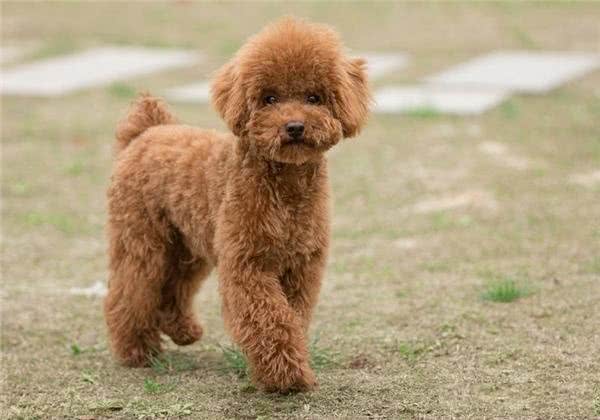 训练你家泰迪,掌握这些要点很重要!