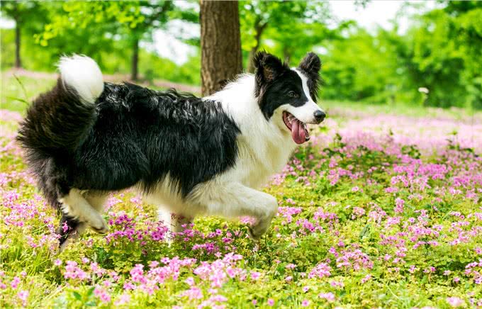 边境牧羊犬毛发粗糙怎么办?