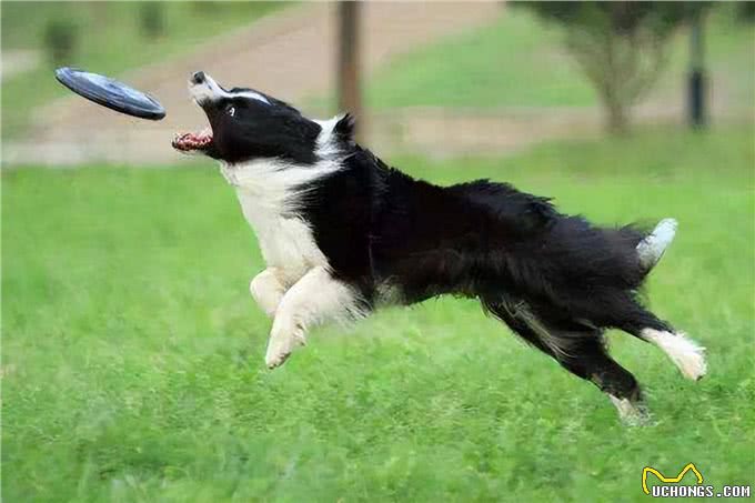 边境牧羊犬毛发粗糙怎么办?