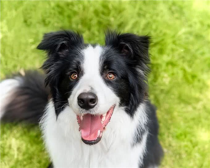 边境牧羊犬毛发粗糙怎么办?