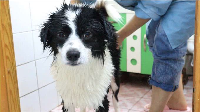 边境牧羊犬毛发粗糙怎么办?