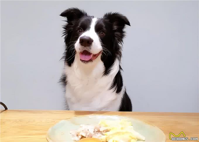 边境牧羊犬毛发粗糙怎么办?