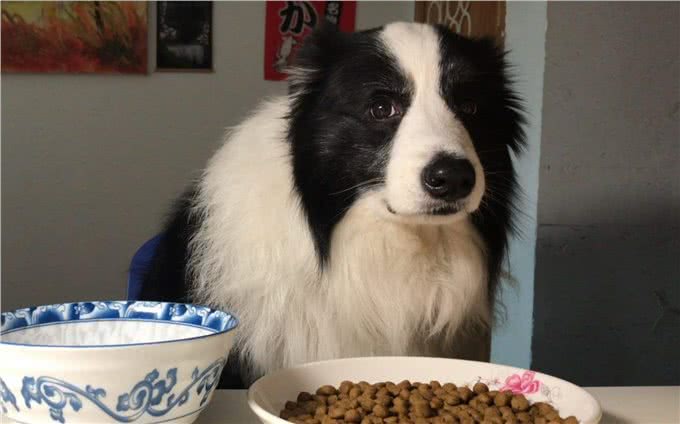 边境牧羊犬毛发粗糙怎么办?