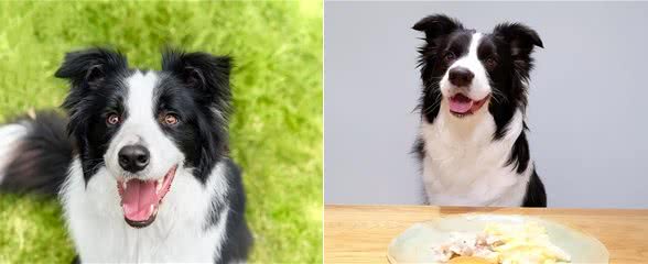 边境牧羊犬毛发粗糙怎么办?
