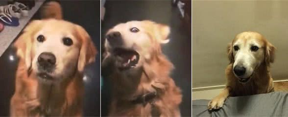 挑食的黄金猎犬接障眼法肉肉，敷衍嚼3口就吐掉:当本汪吃素的?