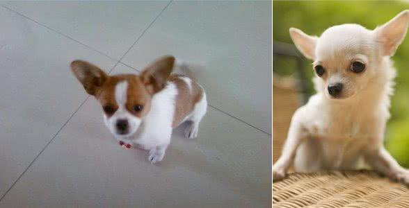 家有萌宠狗狗篇:吉娃娃