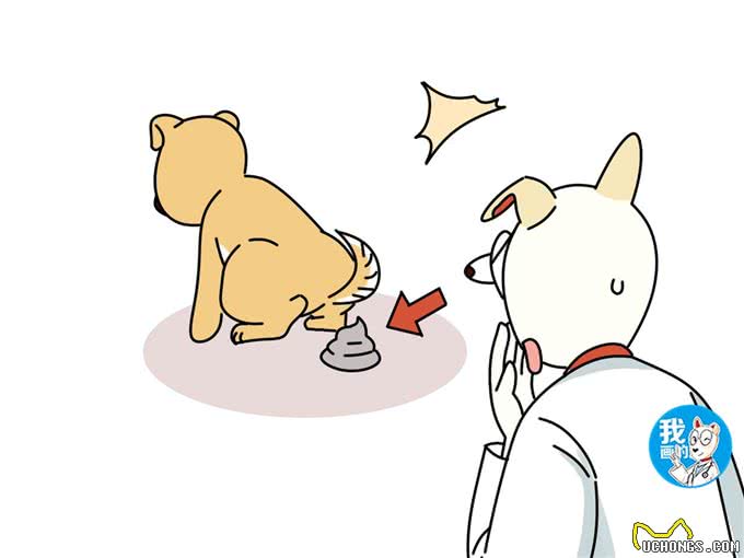 只听过细小、犬瘟，你可知钩端螺旋体病的危害?甚至还会传染给人