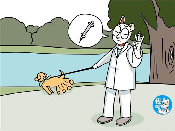 只听过细小、犬瘟，你可知钩端螺旋体病的危害?甚至还会传染给人