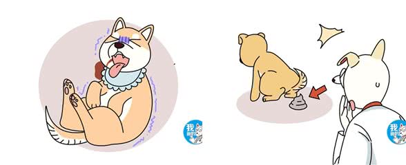只听过细小、犬瘟，你可知钩端螺旋体病的危害?甚至还会传染给人