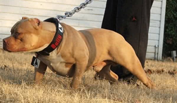 世界十大攻击性很强的犬，不过很多人喜欢这些狗狗