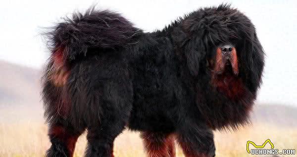 世界十大攻击性很强的犬，不过很多人喜欢这些狗狗