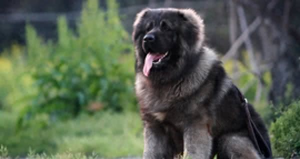 世界十大攻击性很强的犬，不过很多人喜欢这些狗狗