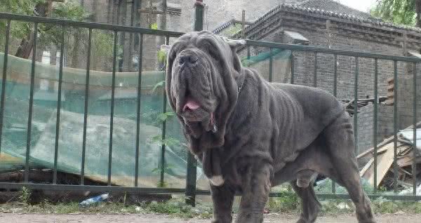 世界十大攻击性很强的犬，不过很多人喜欢这些狗狗