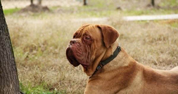 世界十大攻击性很强的犬，不过很多人喜欢这些狗狗