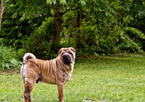 268元沈阳缘分宠物火化，被誉为大明朝第一勇士的猛犬，称霸天下