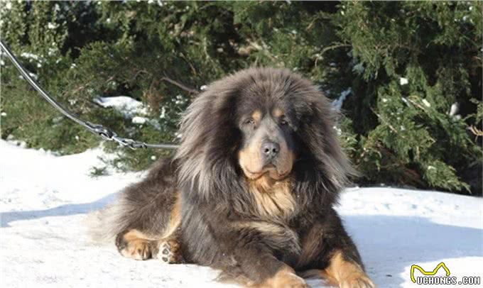 268元沈阳缘分宠物火化，被誉为大明朝第一勇士的猛犬，称霸天下