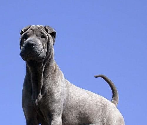 268元沈阳缘分宠物火化，被誉为大明朝第一勇士的猛犬，称霸天下