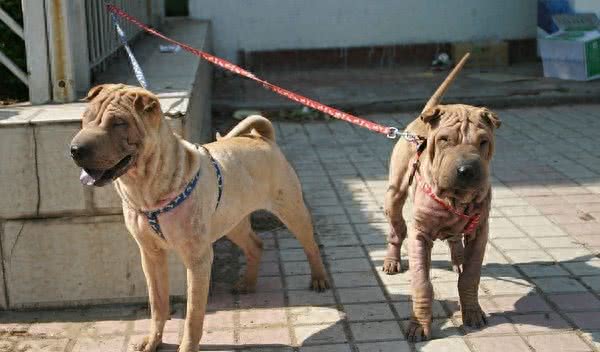 268元沈阳缘分宠物火化，被誉为大明朝第一勇士的猛犬，称霸天下