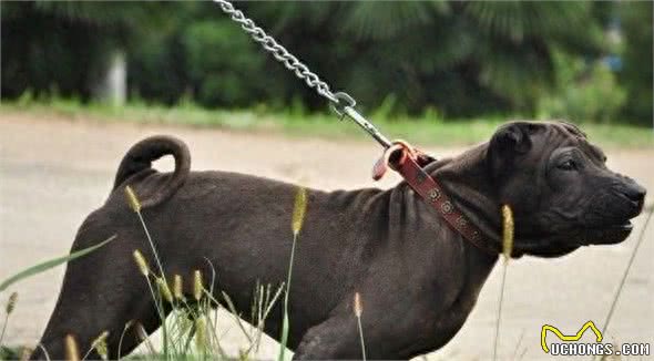 268元沈阳缘分宠物火化，被誉为大明朝第一勇士的猛犬，称霸天下