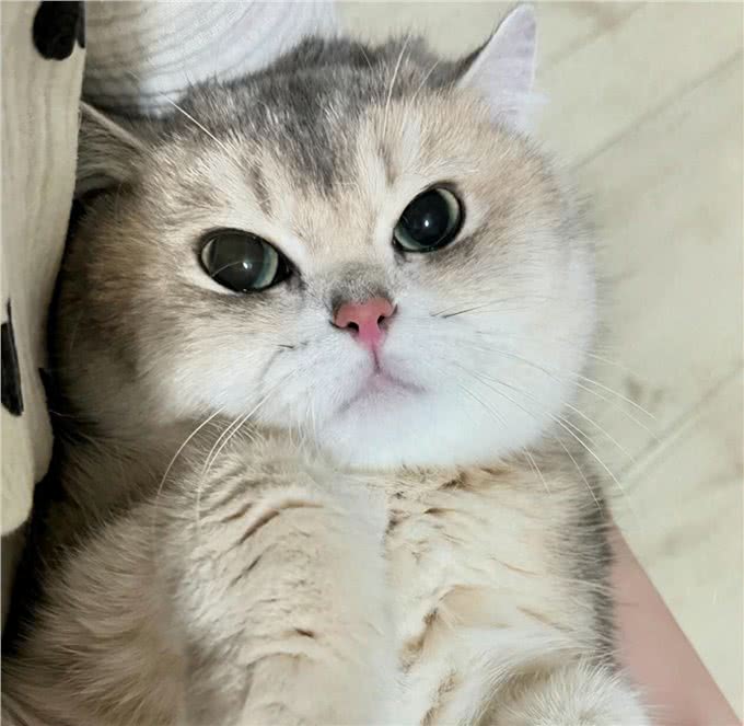 每日一猫探秘—英国短毛猫