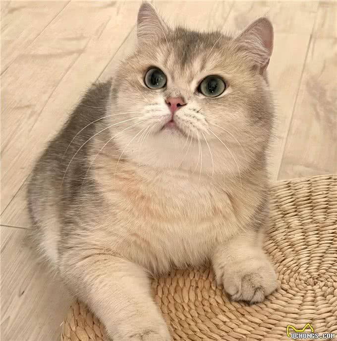 每日一猫探秘—英国短毛猫